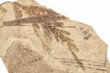 Leaf Fossil Plate - McAbee, BC #271394-1